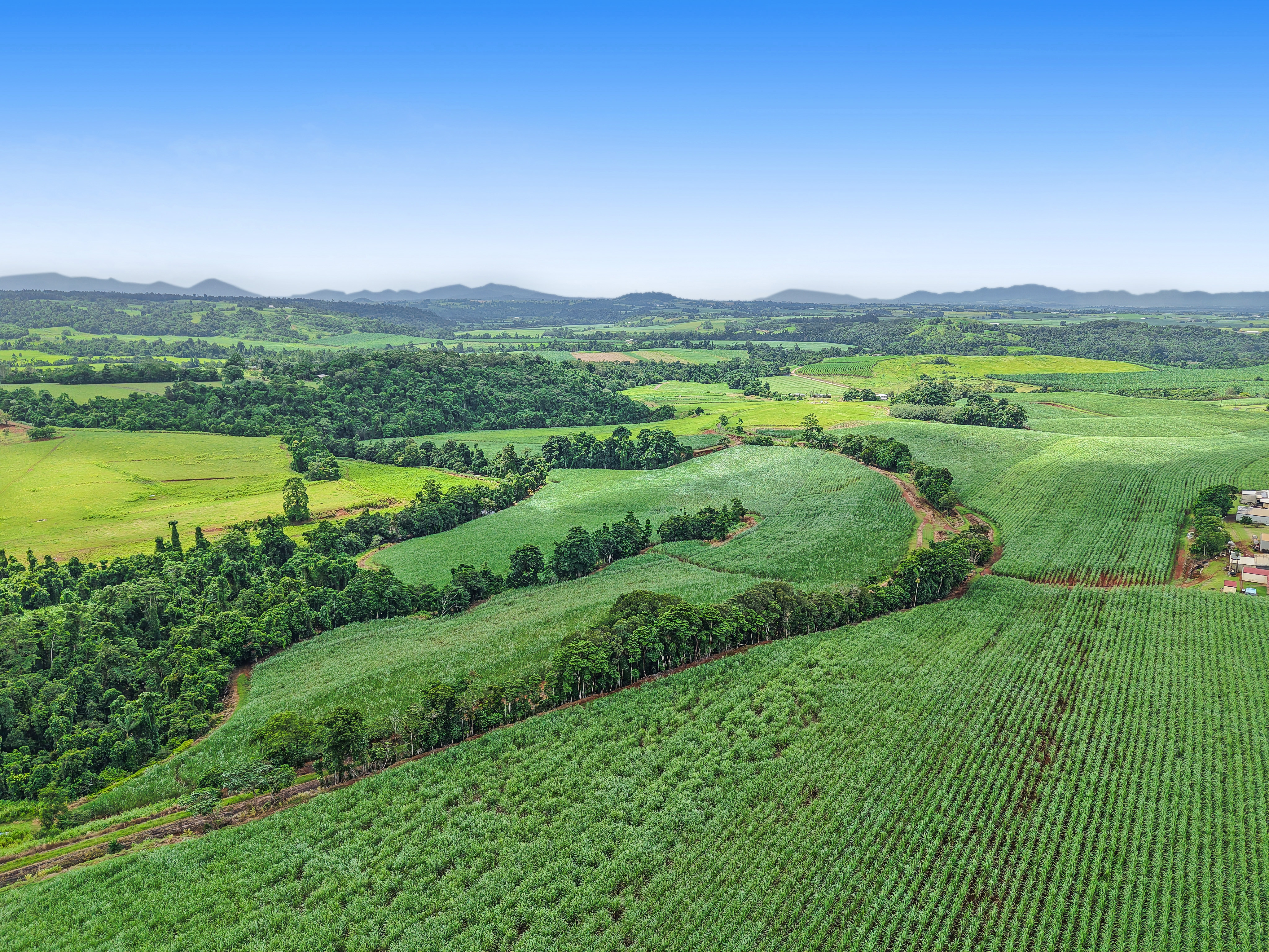 Prime Sugar Cane Land